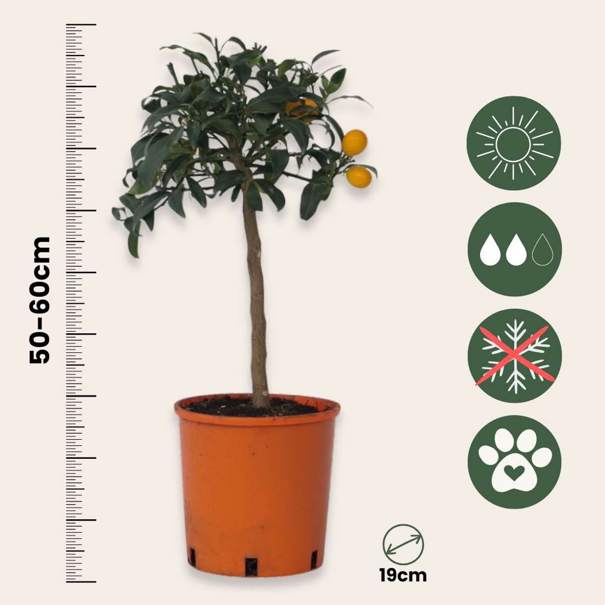 Citrus Kumquat - Dwergsinasappel