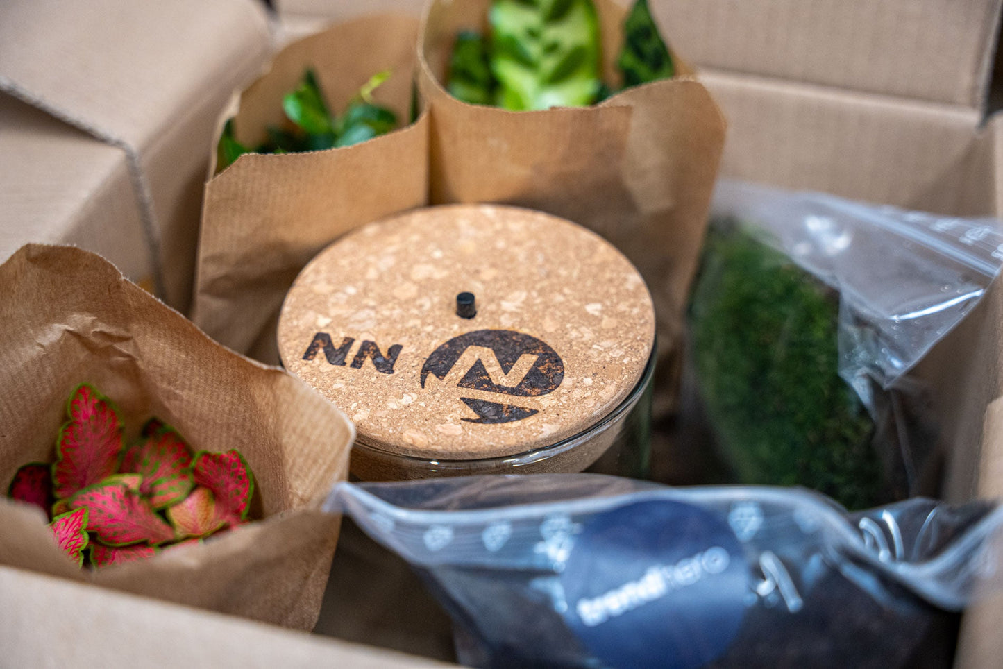 Terrarium Sam - DIY Terrarium Online | Florazo