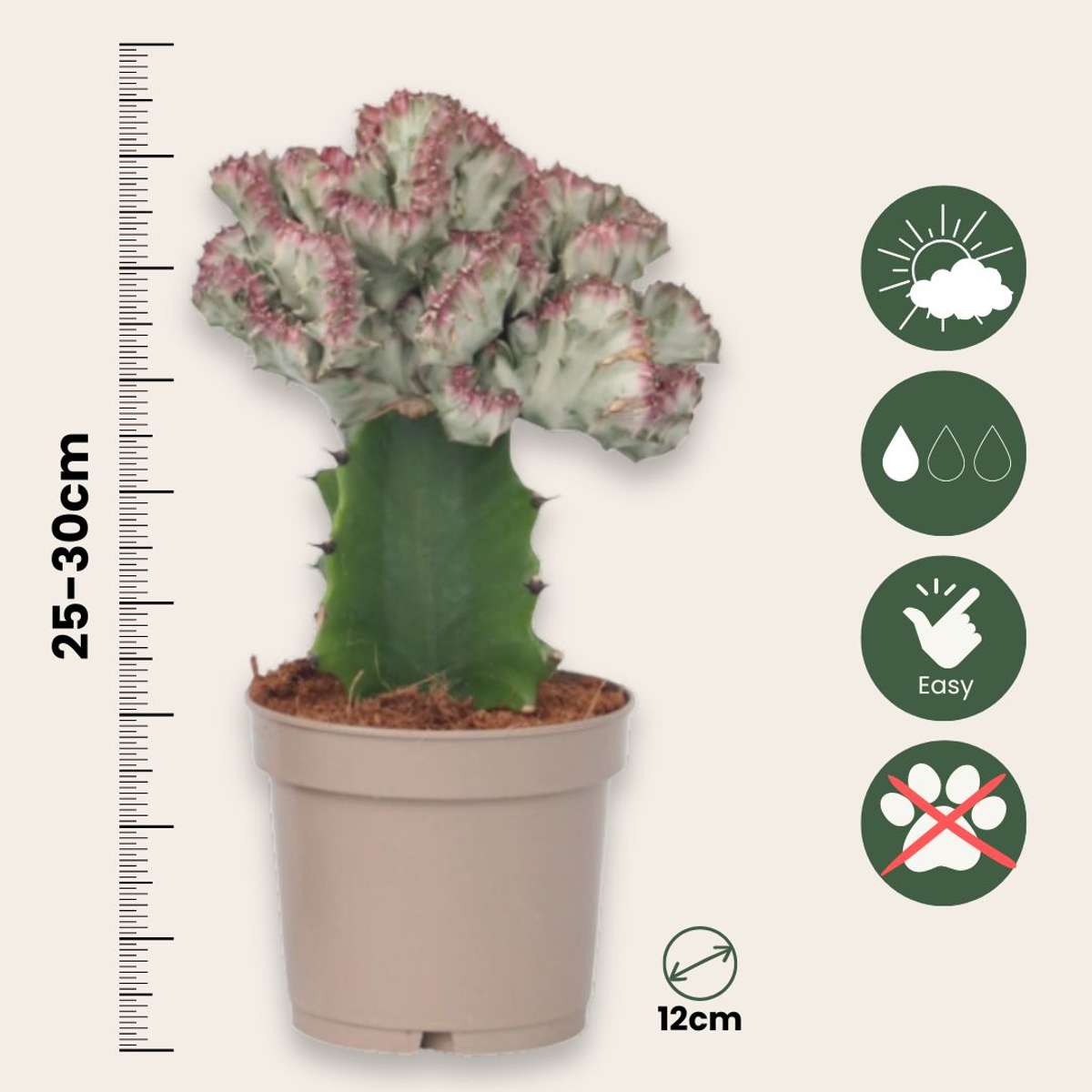 Euphorbia Lactea Cristata / Frankii - Mix van 2