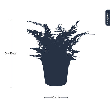 Healthy green fern houseplant from Florazo NL, featuring lush fronds in a decorative pot for indoor greenery.