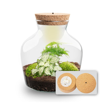 Florazo NL DIY terrarium kit with LED lighting, featuring a glass bottle and plant arrangement for easy at-home creation.