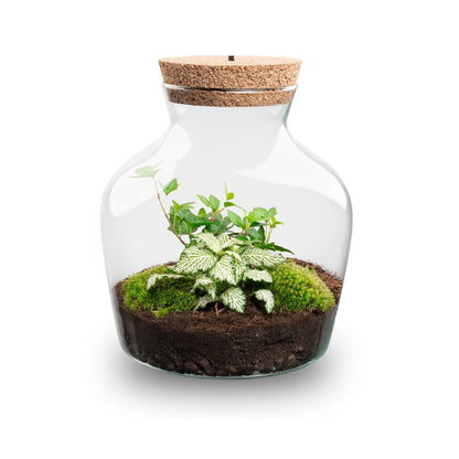 Florazo NL DIY terrarium kit with LED lighting, featuring a glass container and lush plant arrangement for creative plant display