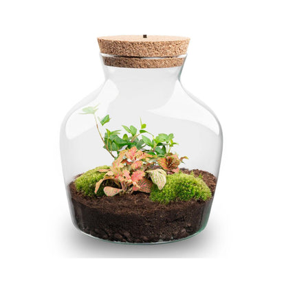 Florazo NL DIY terrarium kit with LED lighting, featuring a glass container and miniature plants for creative home decor.