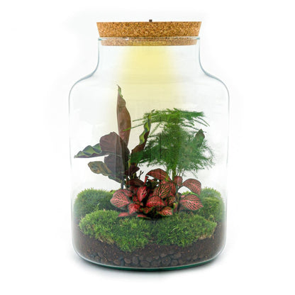 Milky white DIY terrarium kit with LED lighting from Florazo NL, includes glass container, plants, and decorative elements for creating a mini garden.