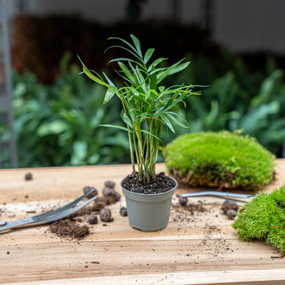 Small Parlour Palm houseplant by Florazo NL with lush green fronds and slender stems, ideal for indoor decor.