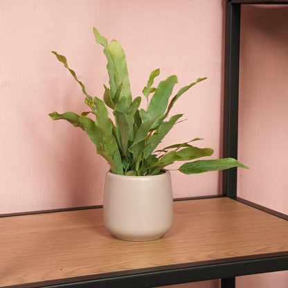 Phlebodium Blue star - Koop Online | Florazo