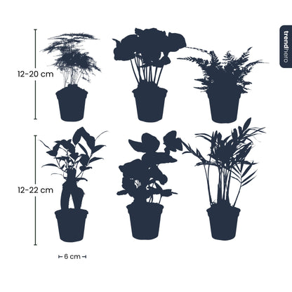 Set of six lush green houseplants from Florazo NL, perfect for indoor decor and plant enthusiasts.