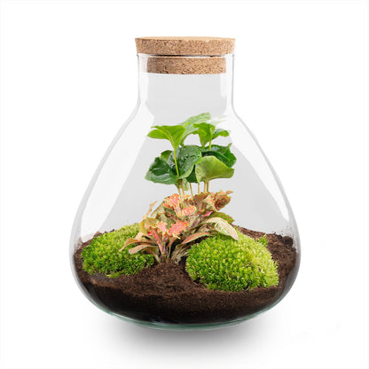 Terrarium DIY Kit - DIY Terrarium Online | Florazo