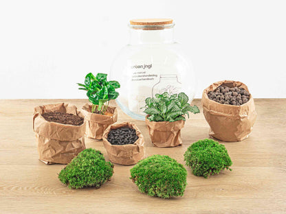 Florazo NL DIY terrarium kit with clear glass container, featuring succulents, moss, and decorative stones, ready for assembly.