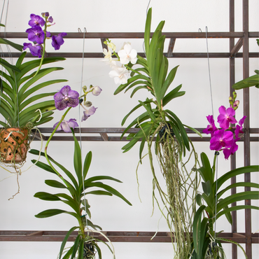 Vanda orchidee - Wit - L