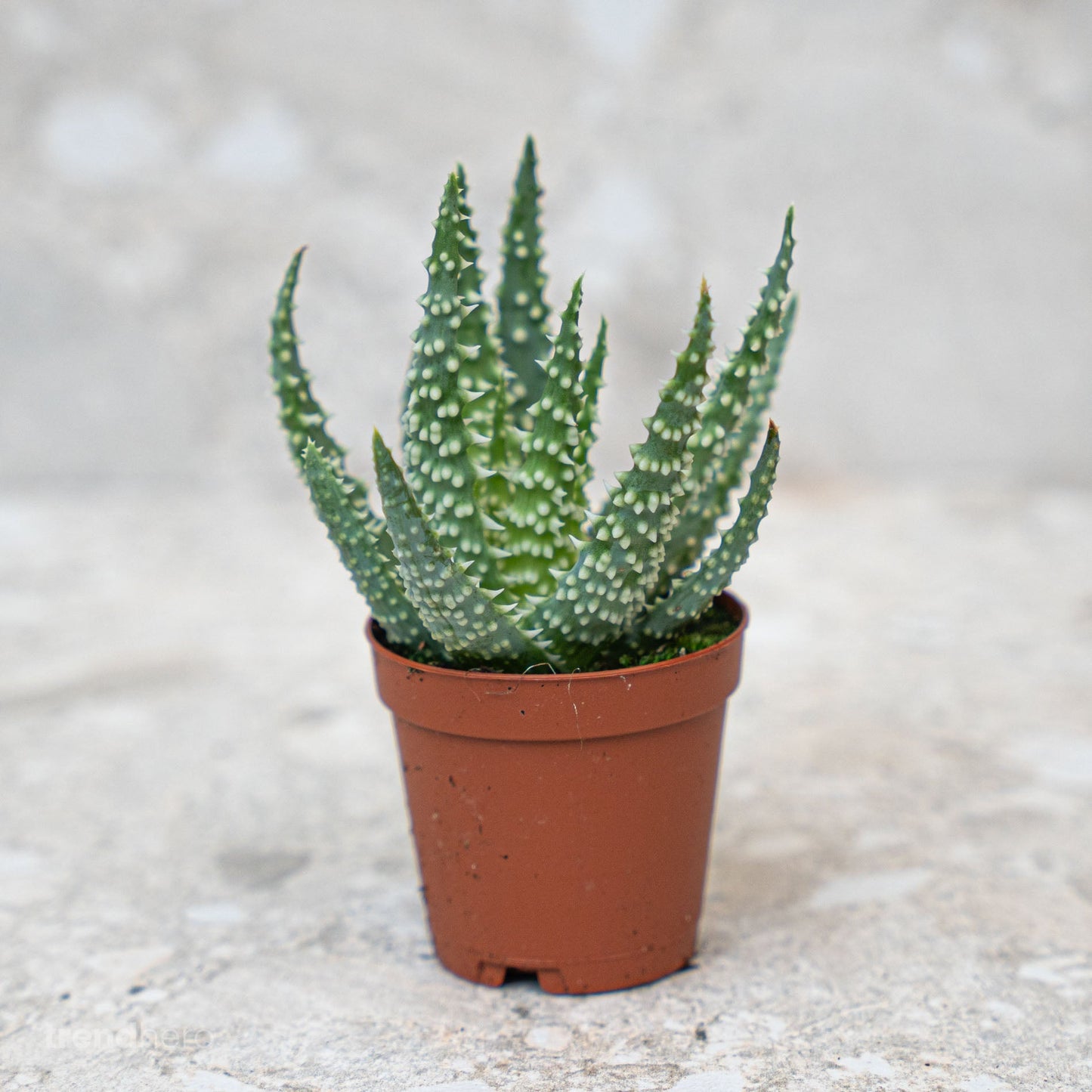 Aloe Humilis potsize 5.5 cm