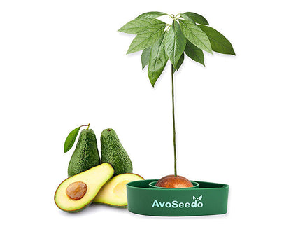 Avocado kit – Grow your own avocado!