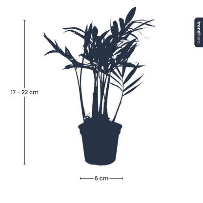 Small Parlour Palm houseplant by Florazo NL featuring lush green fronds and slender stems in a nursery setting.