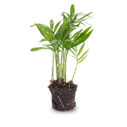 Indoor Parlour Palm houseplant by Florazo NL with lush green fronds and slender trunk, ideal for home or office decor.