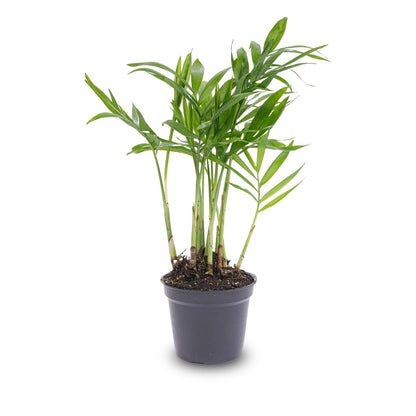 Parlour Palm houseplant in a decorative pot by Florazo NL, showcasing lush green fronds and indoor plant foliage.