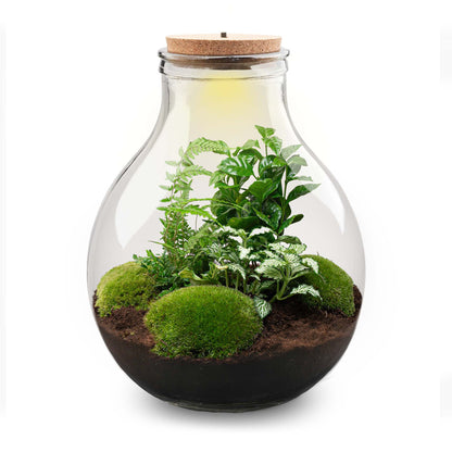 Big Paul Green XL terrarium DIY kit by Florazo NL with bottle garden, featuring LED lighting and cork accents for creative plant display.