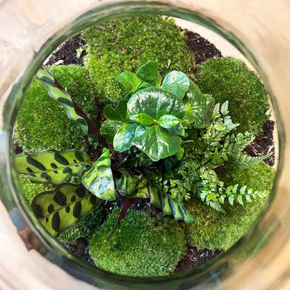 Inside view of a Florazo Big Paul Jungle terrarium DIY kit with lush green plants in a closed bottle garden, about 40 cm tall.