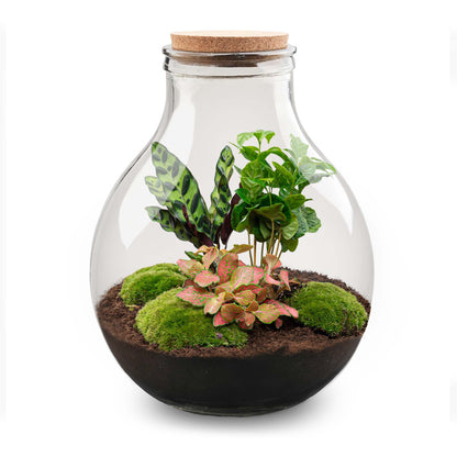 Large Florazo Big Paul Red XL DIY terrarium kit in a glass bottle, featuring vibrant red plants for creating a miniature garden.