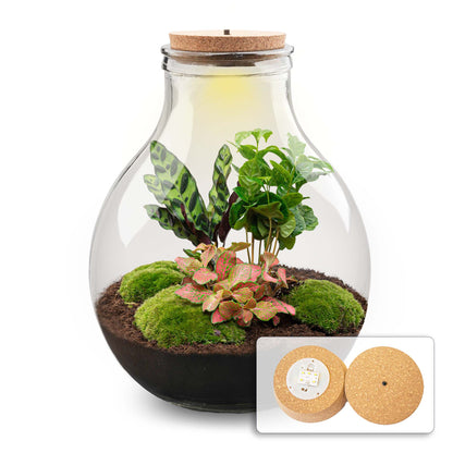 Big Paul Red XL terrarium DIY kit by Florazo NL featuring a bottle garden with a cork lid and 40cm height display.