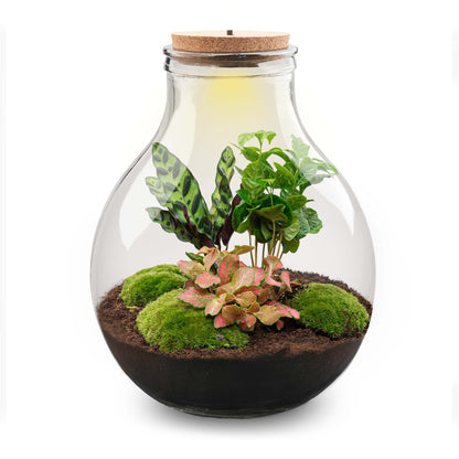 Big Paul Red XL bottle garden DIY terrarium kit by Florazo NL with a red cork lid and lush plants inside a 40cm glass bottle.