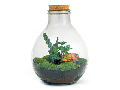 Large Big Paul Red XL terrarium landscape with lush plants in a bottle garden, designed for DIY assembly by Florazo NL.