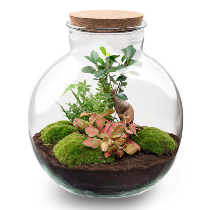 Florazo NL DIY Terrarium Kit with glass container, soil, and plants for creating a custom indoor terrarium.