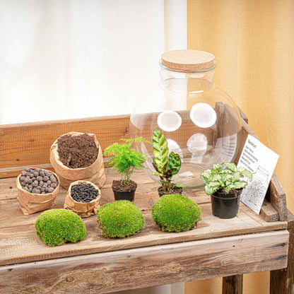 Florazo NL DIY Terrarium Kit with glass container, plants, and decorative elements for creating a custom indoor terrarium.
