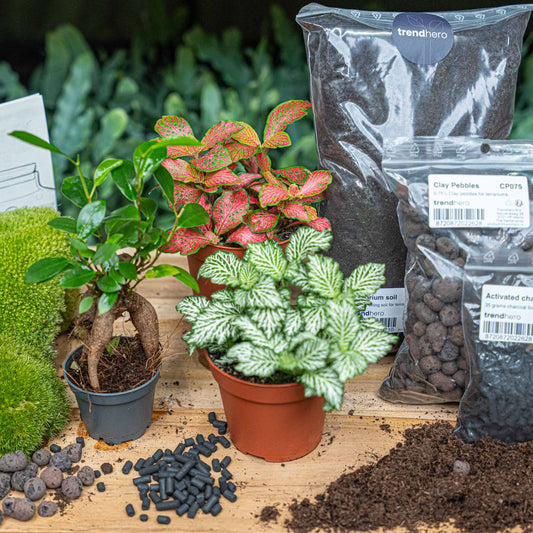 Plant terrarium package - Bonsai - 3 terrarium plants - Refill & Starter package - DIY Terrarium kit