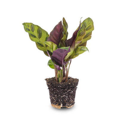 Calathea Lancifolia or Peacock plant in a terrarium, showing its vibrant green leaves with dark markings, by Florazo NL.