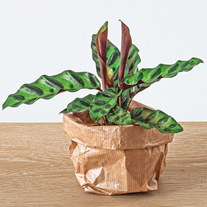 Mini Calathea Lancifolia, also known as Peacock plant, in a terrarium, with vibrant green, elongated leaves featuring dark markings.
