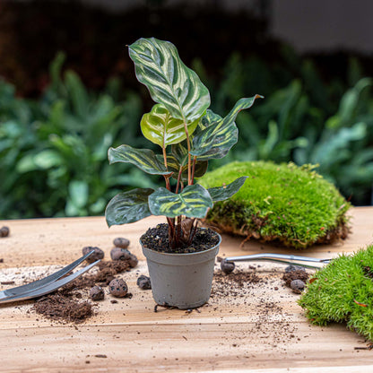 Calathea Makoyana, also known as Peacock Plant, in a small terrarium pot, featuring vibrant green and patterned leaves.