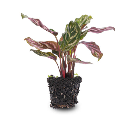Calathea Makoyana, also known as Peacock plant, showcasing vibrant green and patterned leaves in a terrarium setting.