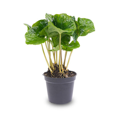 Coffea Arabica coffee plant in a pot, showcased as a terrarium plant, with lush green leaves and healthy growth.