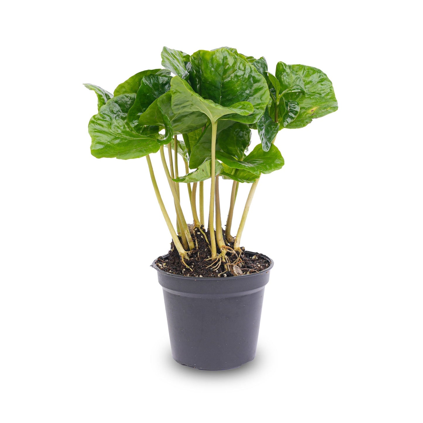 Mini plant set 6 - Includes pot set Madrid