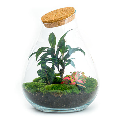 Florazo NL DIY terrarium kit featuring an XL palm plant in a glass container, perfect for creating a personalized indoor terrarium.
