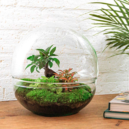 Glass dome terrarium DIY kit by Florazo NL with small plants inside, perfect for creating a miniature indoor garden.