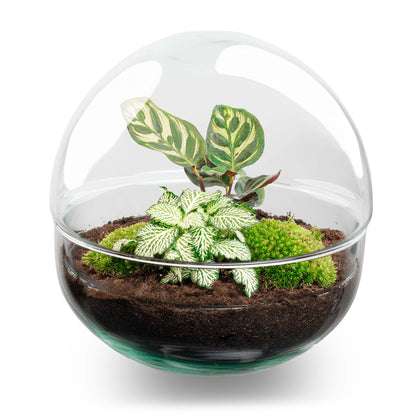 Glass dome terrarium with green Calathea plant and biotope setup, part of Florazo NL's DIY terrarium kit.
