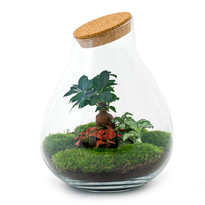 DIY Terrarium Kit by Florazo NL featuring a glass container with soil, small plants, and decorative elements for creating a miniature garden.