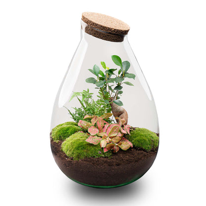 XL bonsai terrarium DIY kit by Florazo NL featuring a glass container with plants and decorative elements for creating a mini indoor garden.