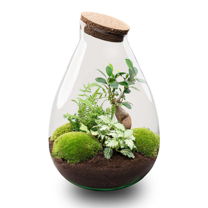 Florazo NL DIY terrarium kit featuring a clear glass container with bonsai and small plants for creative indoor gardening.