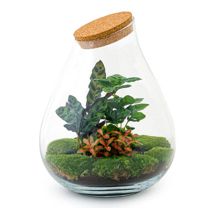 Closed red DIY terrarium kit by Florazo NL, including glass container, plants, and accessories for creating personal terrarium displays.