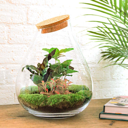 DIY terrarium kit by Florazo NL featuring glass container, plants, and decorative elements for creating a mini indoor garden.