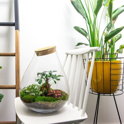 Glass terrarium DIY kit with bonsai plant from Florazo NL, showcasing the open terrarium container with soil and greenery inside.