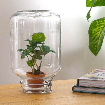 DIY Terrarium Kit from Florazo NL featuring a small coffee plant in a clear glass container for easy assembly and decoration.