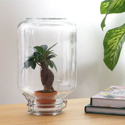 DIY terrarium kit from Florazo NL featuring easy-to-assemble plant and bonsai elements for creating a decorative indoor terrarium.