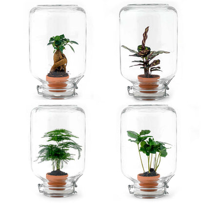 DIY Florazo NL terrarium kit with small plants, glass container, and decorative stones for creating a miniature indoor garden.