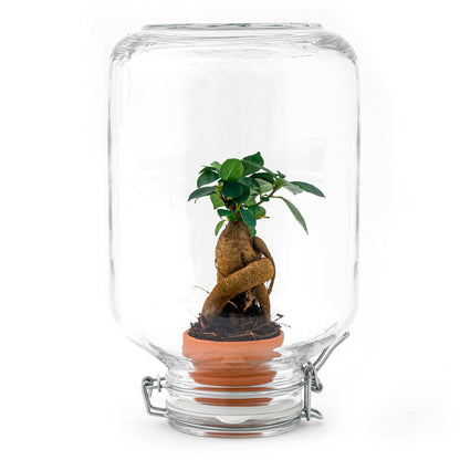 DIY terrarium kit by Florazo NL featuring a Ficus Ginseng bonsai plant in a glass container with soil and decorative stones.