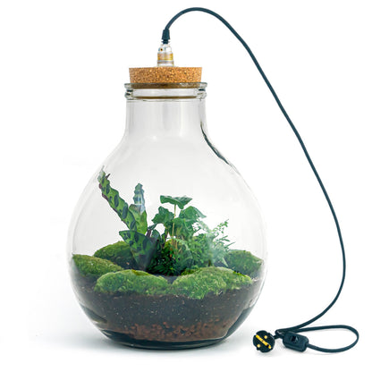 Eco-system plant delivery featuring a Big Paul Jungle bottle garden terrarium with built-in lamp, 40 cm tall, by Florazo NL.