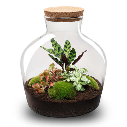 DIY terrarium kit by Florazo NL featuring Calathea and Fittonia plants in a transparent glass container.