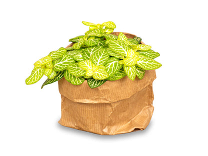 Bright green Fittonia Joly Lemon terrarium plant from Florazo NL with vibrant leaves in a shaded setting.